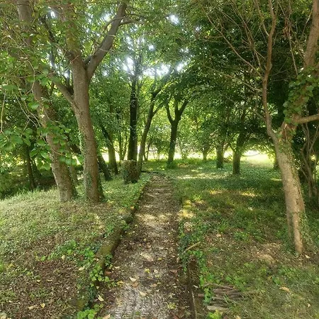 Helene Solto Collina